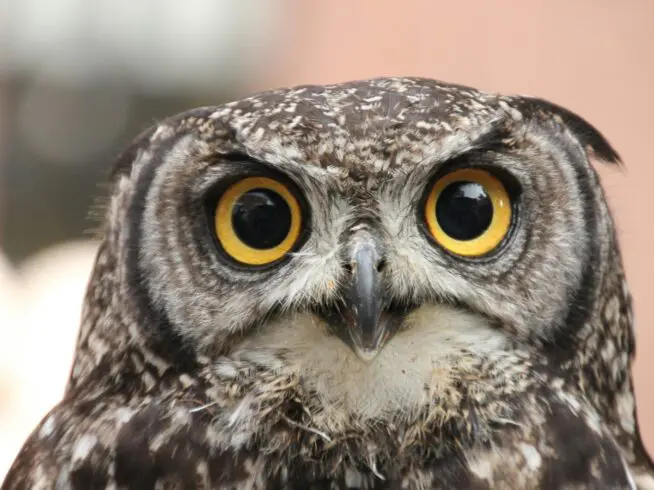 Closeup of an owl.